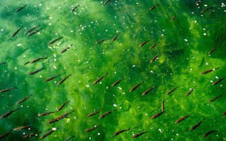 tadpoles swimming in green water