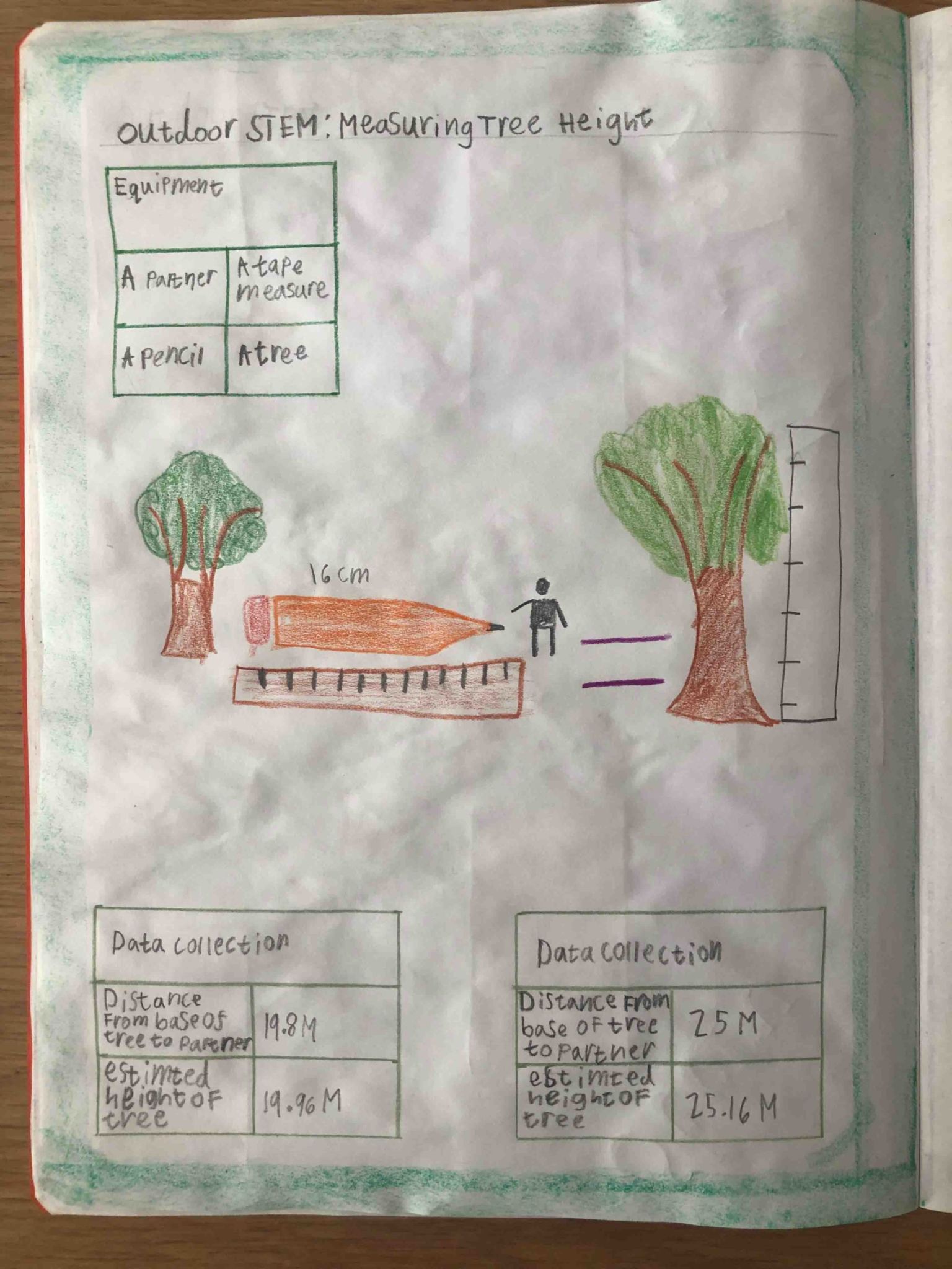 Measuring the Height of a Tree The London Acorn School
