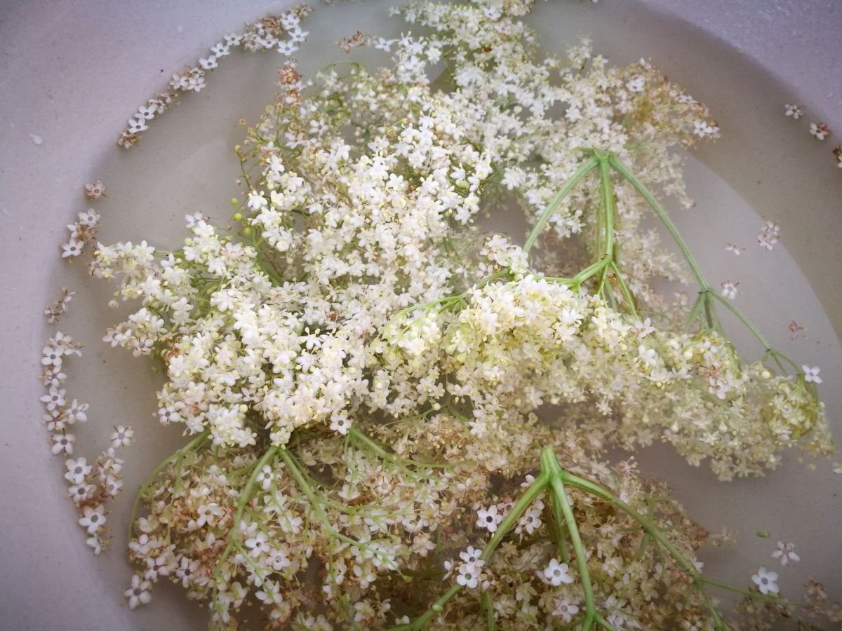 Elderflower drink recipe The London Acorn School